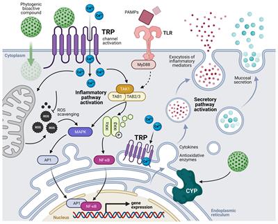 Frontiers | Phytogenic Bioactive Compounds Shape Fish Mucosal Immunity