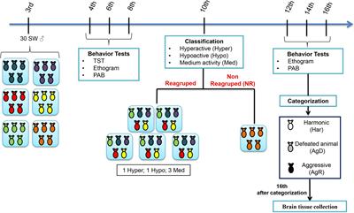 Frontiers  Experimental Social Stress: Dopaminergic Receptors, Oxidative  Stress, and c-Fos Protein Are Involved in Highly Aggressive Behavior