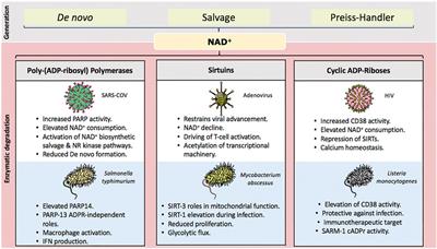 Frontiers  NAD+ Degrading Enzymes, Evidence for Roles During Infection