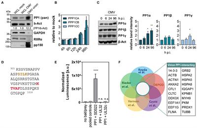 Frontiers | Protein Phosphatase 1 Regulates Human Cytomegalovirus ...