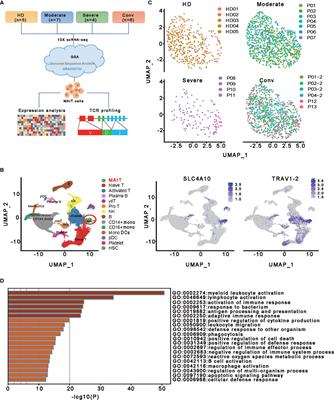 Frontiers Single Cell Transcriptomic Profiling Of Mait Cells In Patients With Covid 19 Immunology