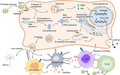 Frontiers | Long Noncoding RNAs as Emerging Regulators of COVID-19