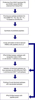 Frontiers  First generation of multifunctional peptides derived