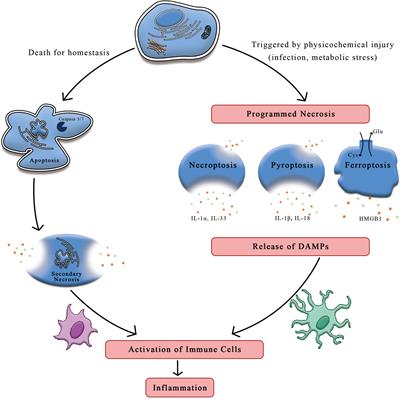 Frontiers | Ferroptosis: A Trigger of Proinflammatory State Progression ...