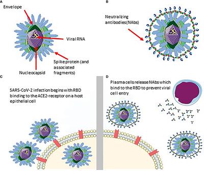 Frontiers | Saliva-Based ELISAs for Effective SARS-CoV-2 Antibody ...