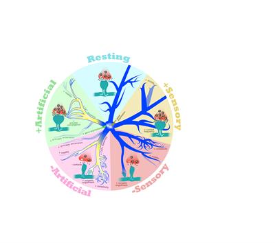 Frontiers  The brain-body disconnect: A somatic sensory basis for