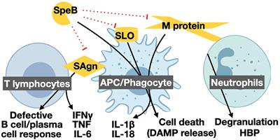 PDF) Streptococcus pyogenes evades adaptive immunity through