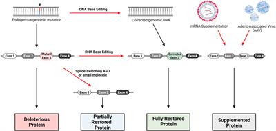 Frontiers | Therapeutics Development for Alagille Syndrome