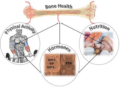 Bone mineral density and lipid profiles in older adults: a