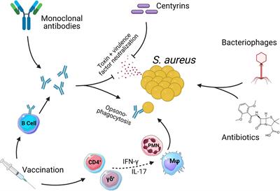 Investigating biomarkers of Staphylococcus aureus bacteremia in patients -  School of Pharmacy