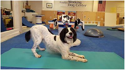 Canine and other Animal TreadMills - Otto Environmental