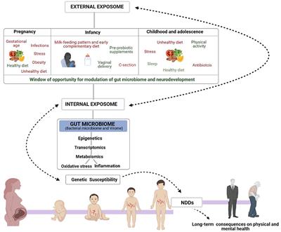 Frontiers  New Insights Into Microbiota Modulation-Based