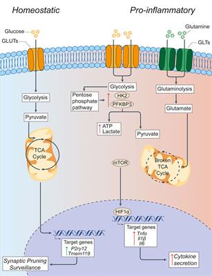 Frontiers | Metabolic Control of Smoldering Neuroinflammation