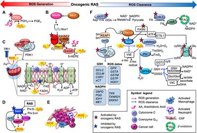 Frontiers | Lipid Metabolism Regulates Oxidative Stress and Ferroptosis ...