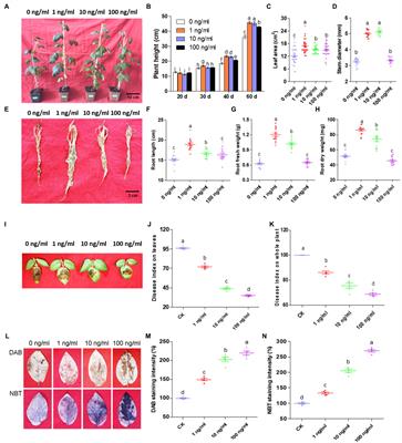 Frontiers | Plant Endophytic Fungus Extract ZNC Improved Potato ...