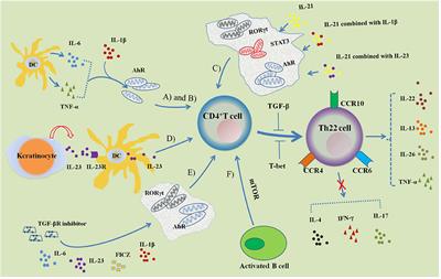 Frontiers | Role of Th22 Cells in Human Viral Diseases