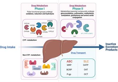 Frontiers | Reviewing Data Integrated for PBPK Model Development to ...