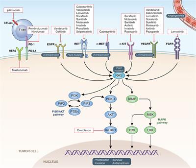 Frontiers | Update on Targeted Therapy in Medullary Thyroid Cancer