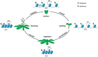 Frontiers | Do Epigenetic Timers Control Petal Development?