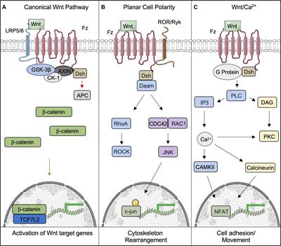 Frontiers | Metabolic Contributions of Wnt Signaling: More Than ...