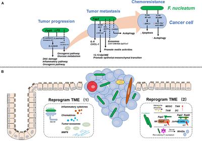 Frontiers Fusobacterium Nucleatum Acts As A Pro Carcinogenic Bacterium In Colorectal Cancer From Association To Causality Cell And Developmental Biology