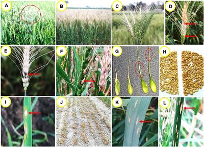 Frontiers | Wheat Blast: A Disease Spreading by Intercontinental Jumps ...