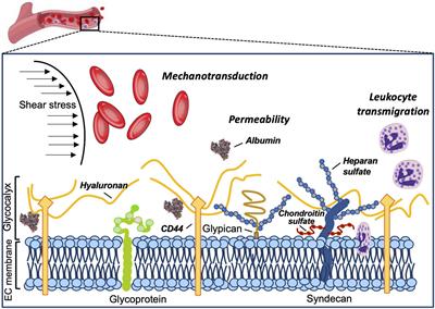 Frontiers | The Endothelial Glycocalyx as a Double-Edged Sword in ...