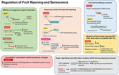 Frontiers | Editorial: Regulation of Fruit Ripening and Senescence