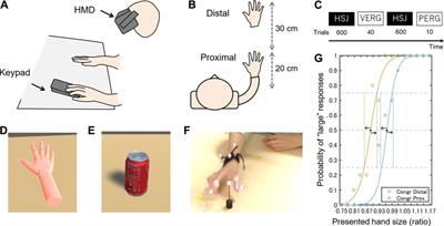 Hand size underestimation grows during childhood