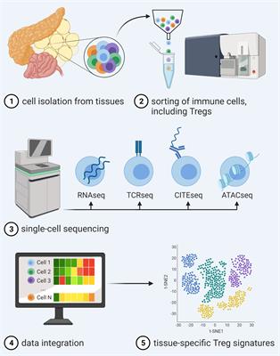 Frontiers | Antigen-Specific Treg Therapy in Type 1 Diabetes ...