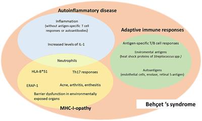 Frontiers | Pathogenesis of Behçet's Syndrome: Genetic, Environmental ...