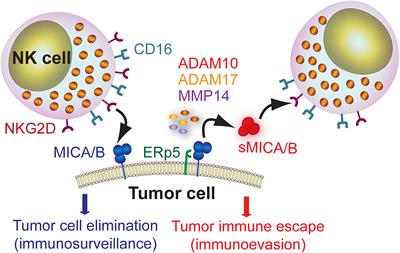 Frontiers | Leveraging NKG2D Ligands in Immuno-Oncology