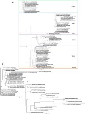 Long Read Sequencing Reveals The Repertoire Of Long Chain Polyunsaturated Fatty Acid Biosynthetic Genes In The Purple Land Crab Gecarcoidea Lalandii H Milne Edwards 1837 Marine Science Frontiers