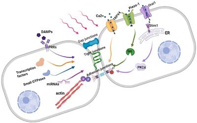 Frontiers | Mechanisms of Mechanical Force Induced Pulmonary Vascular ...