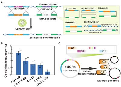 Methods of integrating target genes into the B. subtilis genome