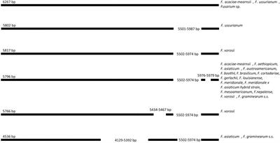 Frontiers Uncovering Diagnostic Value Of Mitogenome For Identification Of Cryptic Species Fusarium Graminearum Sensu Stricto Microbiology