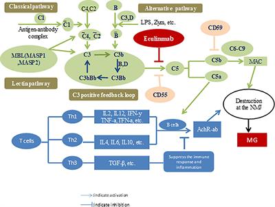 Frontiers | Clinical Efficacy and Safety of Eculizumab for Treating ...