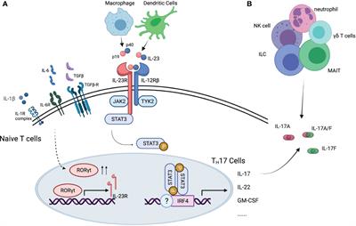 Frontiers | Targeting the Interleukin-23/Interleukin-17 Inflammatory ...