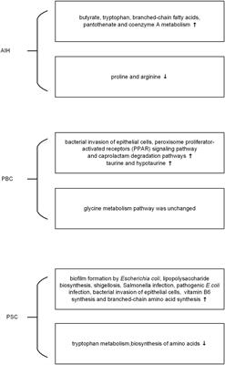 Havslug Eksperiment ugyldig The Microbiome in Autoimmune Liver Diseases: Metagenomic and Metabolomic  Changes | Physiology - Frontiers