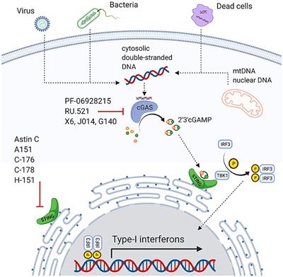 Frontiers | The Innate Immune cGAS-STING-Pathway in Cardiovascular ...