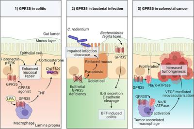 Frontiers | GPR35 in Intestinal Diseases: From Risk Gene to Function