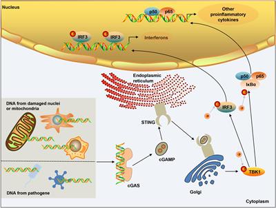 Frontiers | The Cytosolic DNA-Sensing cGAS-STING Pathway in Liver Diseases