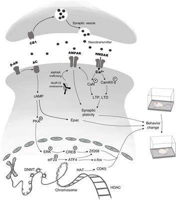 Frontiers | The Mechanisms and Boundary Conditions of Drug Memory ...