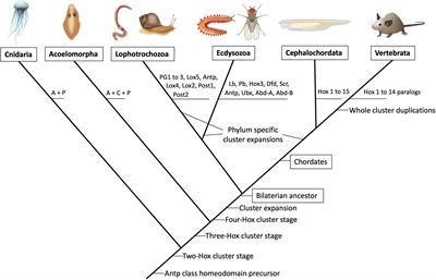 Frontiers Anterior Hox Genes And The Process Of Cephalization Cell And Developmental Biology