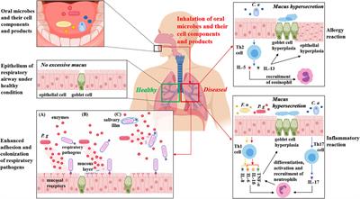 Frontiers | Relationships Between Oral Microecosystem and Respiratory ...