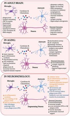 Frontiers | Modulation of Glial Function in Health, Aging, and ...