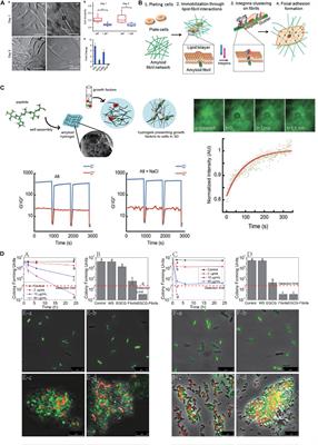 Frontiers | Rational Biological Interface Engineering: Amyloidal ...