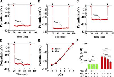 Illustration of the acute effect of TNF-α on the 70 pS K⁺ channel in