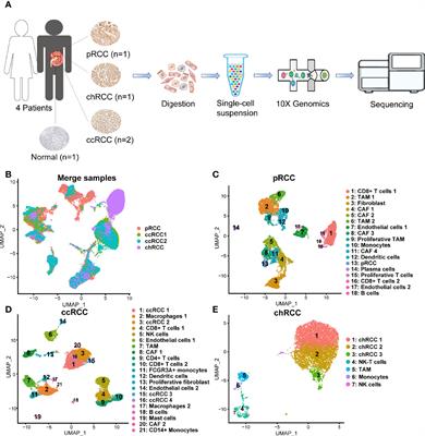 Frontiers | Single-Cell RNA Sequencing in Multiple Pathologic Types of ...