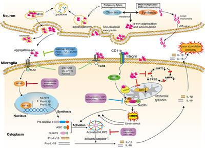 Frontiers | Targeting Microglial α-Synuclein/TLRs/NF-kappaB/NLRP3 ...